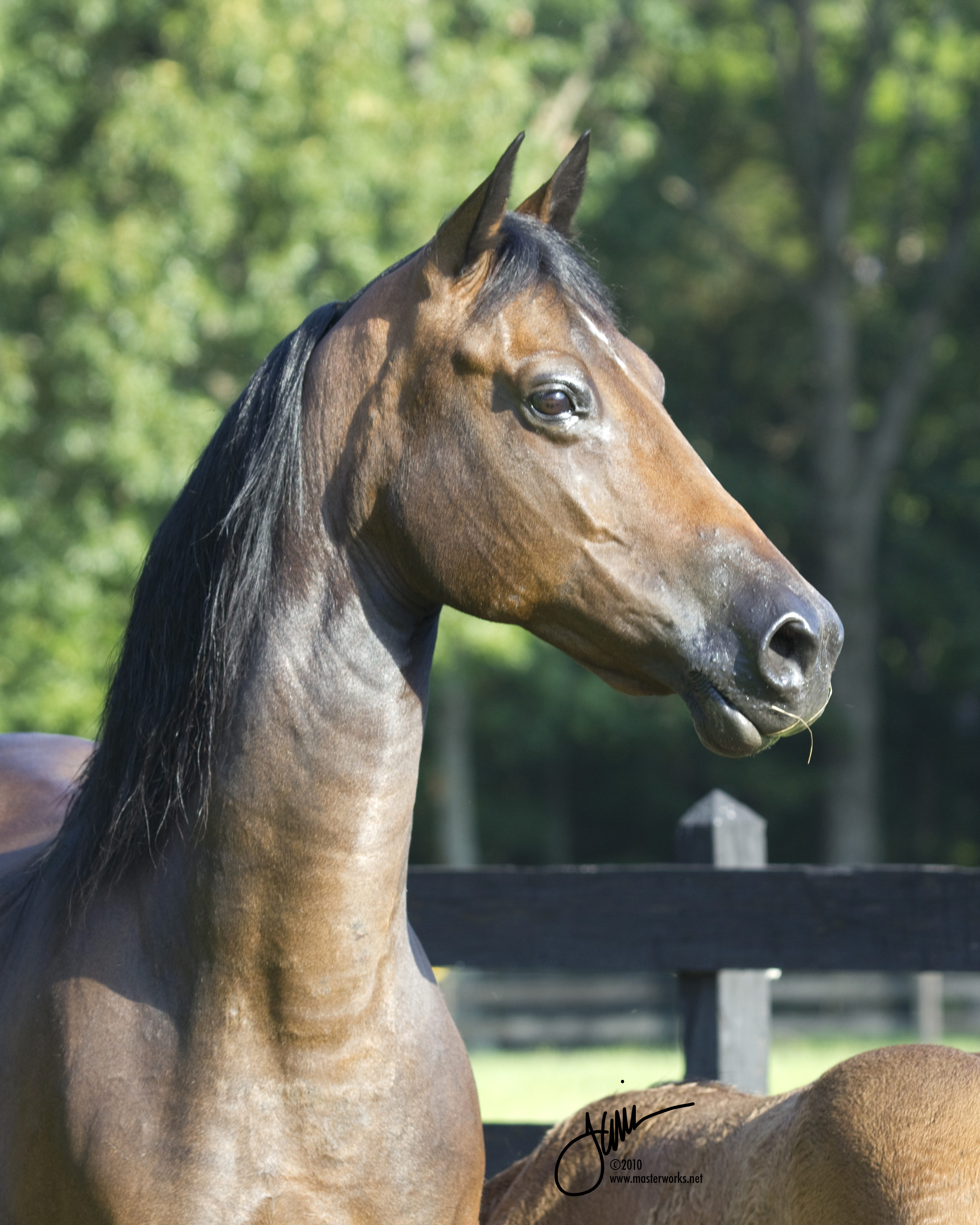 Bay Morgan mare with white star